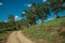 Dirt road and leafy oaks on top of hill