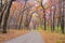 Dirt road, maple forest, autumn