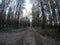 Dirt road in massive dense pine tree forest in cold late autumn