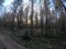 Dirt road in massive dense pine tree forest in cold late autumn