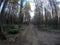 Dirt road in massive dense pine tree forest in cold late autumn