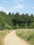 A dirt road through a meadow leads to a pine forest on a summer day. The trail is surrounded by tall flowering grass. The dense