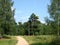 A dirt road through a meadow leads to a pine forest on a summer day. The trail is surrounded by tall flowering grass. The dense