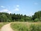 A dirt road through a meadow leads to a pine forest on a summer day. The trail is surrounded by tall flowering grass. The dense