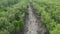 A dirt road in the middle of a mangrove forest