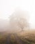 Dirt road with morning fog in the Shawangunk Mountains, New York