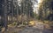 Dirt road in mountain forest at sunrise