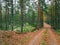 A dirt road in the mushroom pine forest