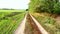 Dirt road near a forest belt and a sown winter wheat field