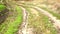 Dirt road near a forest belt and a sown winter wheat field