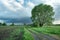 Dirt road next to the farmland, a tree and a rainy cloud on the sky