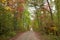 Dirt road in a northern Minnesota forest with trees in autumn color