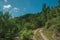 Dirt road over rocky terrain covered by trees