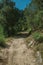 Dirt road over rocky terrain covered by trees