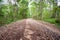 Dirt Road Passing Through Forest