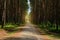 Dirt road or path through dark evergreen coniferous pine forest.