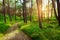 Dirt road or path through evergreen coniferous pine forest at sunrise.