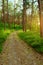 Dirt road or path through evergreen coniferous pine forest at sunrise.