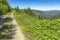 A dirt road path meanders along a mountain meadow on a sunny day