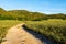 dirt road path near green field