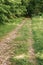 Dirt road, Path in Sunny forest, Green Trees. Wild Footpath. Natural summer background