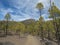 Dirt road path at volcanic landscape and lush green pine tree forest, hiking trail to Paisaje Lunar volcanic rock