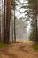 A dirt road in a pine forest. Hunting pulpit at the end of the road