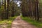 Dirt road in a pine forest leaving in the distance with green grass along the roadside