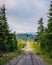 A dirt road and pine trees in Dolly Sods Wilderness, Monongahela National Forest, West Virginia