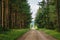 A dirt road and pine trees in Dolly Sods Wilderness, Monongahela National Forest, West Virginia