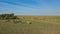 A dirt road runs through the boundless African savannah.