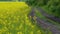 A dirt road runs through a field of bright yellow flowering rapeseed.