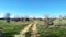 Dirt road with ruts going through the field on a clear day.