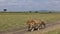 On a dirt road in the savannah, two wild beautiful lions are walking side by side.