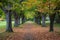 A dirt road stretching through a forest, lined with tall trees and covered in fallen leaves, Leaf-carpeted pathway under an old