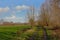 Dirt road thourgh a landscape with green meadows and pollarded willows in Flanders