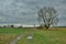 Dirt road, tree in the meadow and cloudy sky