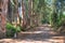 Dirt road with trees alongside