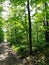 Dirt road Trees forest woods trunks branches