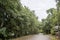 Dirt road in tropical forest and sun shiningrural road exotic vegetation wet after the rain