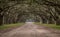 Dirt Road Through Tunnel of Live Oak Trees