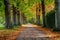 A dirt road winding through a forest, with fallen leaves covering the ground, Leaf-carpeted pathway under an old elm tree alley in