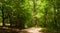 A dirt road through the woods in Warren County, Pennsylvania, USA