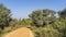 A dirt safari road bends in the jungle. Sariska National Park.