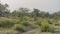 A dirt safari road runs through the jungle.