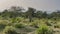 A dirt safari road runs through the jungle. Grazing Nilgai antelopes are visible