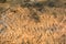 Dirt and sand in random with small stones. Close-up of sand soil background