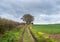 Dirt track leading to distant trees