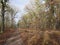 Dirt track through winter woodland