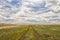 Dirt Tracks in Prairie Field